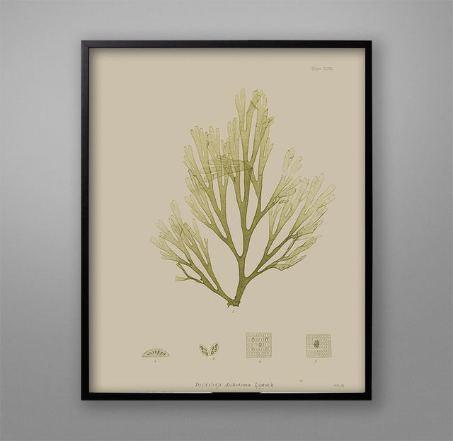 SEAWEED ART: 1859 BOTANICAL Seaweed Art #14 Color - Vintage Nautical - Beach Wall Decor - Coastal Print - Botanical Art - Nautical Decor