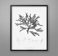 SEAWEED PRINT: 1859 BOTANICAL Seaweed Art #17 - Vintage Botanical - Nautical Artwork - Coastal Artwork - Marine Art - Seashore Decor