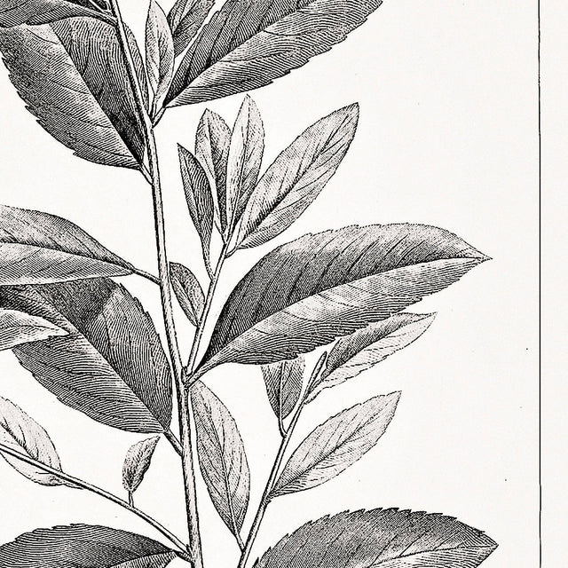 18TH C FRENCH BOTANICAL Illustration #3 - Vintage Botany - Plant Print - Flower Poster - Flower Art - Botanical Garden - Plant Illustration