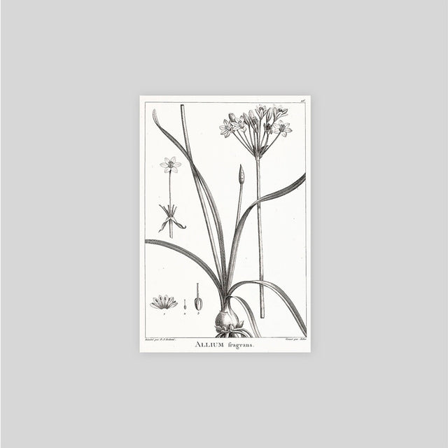 18TH C FRENCH BOTANICAL Print #2 - Vintage Decor - Floral Art - Nature Print - Flower Art - Nature Print - Traditional Decor - Wall Decor