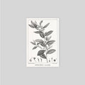 18TH C FRENCH BOTANICAL Illustration #3 - Vintage Botany - Plant Print - Flower Poster - Flower Art - Botanical Garden - Plant Illustration