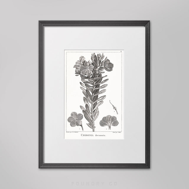 18TH C FRENCH BOTANICAL Poster #5 - Botanical Engraving - Rustic Decor - Flower Poster - Illustration Art - Rustic Print - Farmhouse Decor