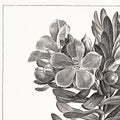 18TH C FRENCH BOTANICAL Poster #5 - Botanical Engraving - Rustic Decor - Flower Poster - Illustration Art - Rustic Print - Farmhouse Decor