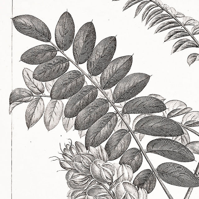 18TH C FRENCH BOTANICAL Drawing #9 - Hand Drawn Illustration - Wall Art - Floral Decor - Shabby Chic - Botanical Illustration - Bohemian Art