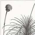 18TH C FRENCH BOTANICAL ENGRAVING #11 - Botanical Decor - Botanical Illustration - Floral Decor - Boho Chic - Botanical Art - French Art