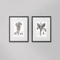 18TH C FRENCH BOTANICAL ENGRAVINGS Collection - Botanical Print Set - Botanical Illustration - Floral Decor - Boho Chic - Botanical Artwork