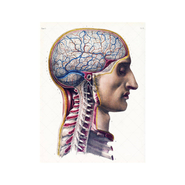 ATLAS of ANATOMY - HUMAN BRAIN and SPINE - Foundry