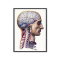 ATLAS of ANATOMY - HUMAN BRAIN and SPINE - Foundry