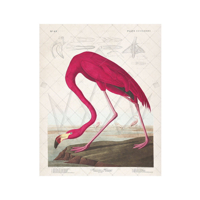 Birds of America - AMERICAN FLAMINGO by John James AUDOBON - Foundry