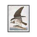 Birds of America - OSPREY by John James AUDOBON - Foundry