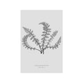 FERN ART: 1859 ENGLISH FERN #03 - Foundry