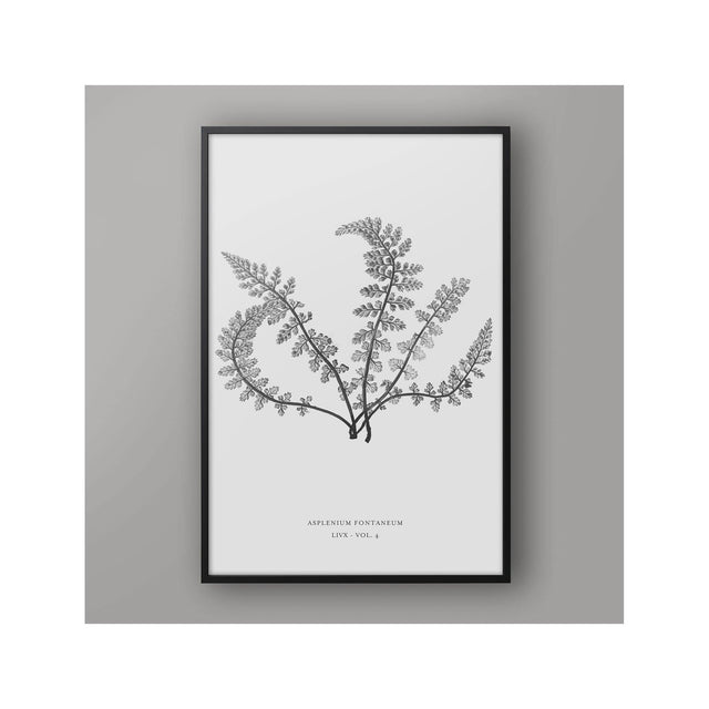 FERN ART: 1859 ENGLISH FERN #03 - Foundry