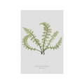 FERN ART: 1859 ENGLISH FERN #03 - Foundry