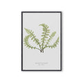 FERN ART: 1859 ENGLISH FERN #03 - Foundry