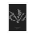 FERN ART: 1859 ENGLISH FERN #03 - Foundry