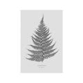 FERN ART: 1859 ENGLISH FERN #05 - Foundry