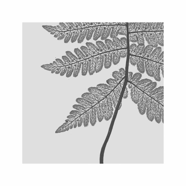 FERN ART: 1859 ENGLISH FERN #09 - Foundry