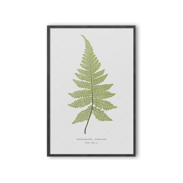 FERN ART: 1859 ENGLISH FERN #09 - Foundry