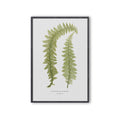 FERN ART: 1859 ENGLISH FERN #11 - Foundry